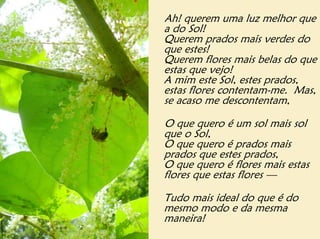 Ah! querem uma luz melhor que
a do Sol!
Querem prados mais verdes do
que estes!
Querem flores mais belas do que
estas que vejo!
A mim este Sol, estes prados,
estas flores contentam-me. Mas,
se acaso me descontentam,

O que quero é um sol mais sol
que o Sol,
O que quero é prados mais
prados que estes prados,
O que quero é flores mais estas
flores que estas flores —

Tudo mais ideal do que é do
mesmo modo e da mesma
maneira!
 