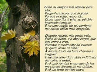Gozo os campos sem reparar para
eles.
Perguntas-me por que os gozo.
Porque os gozo, respondo.
Gozar uma flor é estar ao pé dela
inconscientemente
E ter uma noção do seu perfume
nas nossas idéias mais apagadas.

Quando reparo, não gozo: vejo.
Fecho os olhos, e o meu corpo, que
está entre a erva,
Pertence inteiramente ao exterior
de quem fecha os olhos
À dureza fresca da terra cheirosa e
irregular;
E alguma coisa dos ruídos indistintos
das coisas a existir,
E só uma sombra encarnada de luz
me carrega levemente nas órbitas,
E só um resto de vida ouve.
 