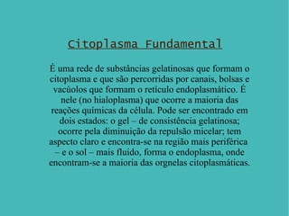 Citoplasma Fundamental É uma rede de substâncias gelatinosas que formam o citoplasma e que são percorridas por canais, bolsas e vacúolos que formam o retículo endoplasmático. É nele (no hialoplasma) que ocorre a maioria das reações químicas da célula. Pode ser encontrado em dois estados: o gel – de consistência gelatinosa; ocorre pela diminuição da repulsão micelar; tem aspecto claro e encontra-se na região mais periférica  – e o sol – mais fluido, forma o endoplasma, onde encontram-se a maioria das orgnelas citoplasmáticas. 