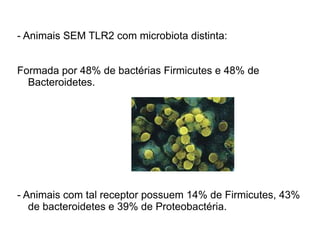- Animais SEM TLR2 com microbiota distinta: 
Formada por 48% de bacterias Firmicutes e 48% de 
Bacteroidetes. 
- Animais com tal receptor possuem 14% de Firmicutes, 43% 
de bacteroidetes e 39% de Proteobacteria. 
 