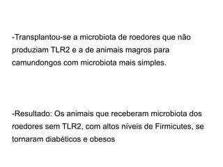 -Transplantou-se a microbiota de roedores que não 
produziam TLR2 e a de animais magros para 
camundongos com microbiota mais simples. 
-Resultado: Os animais que receberam microbiota dos 
roedores sem TLR2, com altos niveis de Firmicutes, se 
tornaram diabeticos e obesos 
 