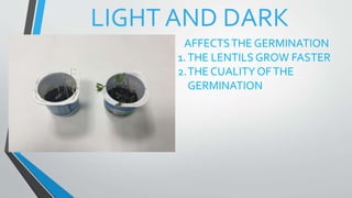 LIGHT AND DARK
AFFECTSTHE GERMINATION
1.THE LENTILS GROW FASTER
2.THE CUALITY OFTHE
GERMINATION
 