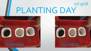 PLANTING DAY
DARKNESS LIGHTNESS
27/ 9/16
 