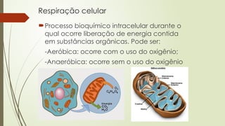 Respiração celular
Processo bioquímico intracelular durante o
qual ocorre liberação de energia contida
em substâncias orgânicas. Pode ser:
-Aeróbica: ocorre com o uso do oxigênio;
-Anaeróbica: ocorre sem o uso do oxigênio
 
