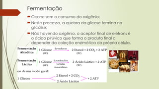 Fermentação
 Ocorre sem o consumo do oxigênio;
 Neste processo, a quebra da glicose termina na
glicólise;
 Não havendo oxigênio, o aceptor final de elétrons é
o ácido pirúvico que forma o produto final a
depender da coleção enzimática da própria célula.
 