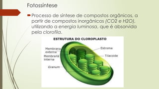 Fotossíntese
Processo de síntese de compostos orgânicos, a
partir de compostos inorgânicos (CO2 e H2O),
utilizando a energia luminosa, que é absorvida
pela clorofila.
 