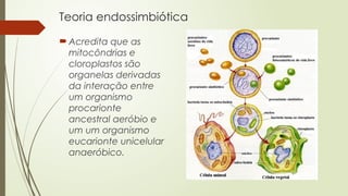 Teoria endossimbiótica
 Acredita que as
mitocôndrias e
cloroplastos são
organelas derivadas
da interação entre
um organismo
procarionte
ancestral aeróbio e
um um organismo
eucarionte unicelular
anaeróbico.
 