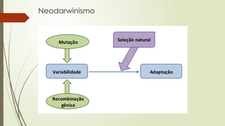 Neodarwinismo
 