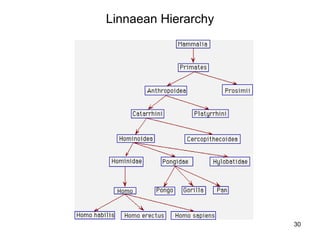 Linnaean Hierarchy




                     30
 