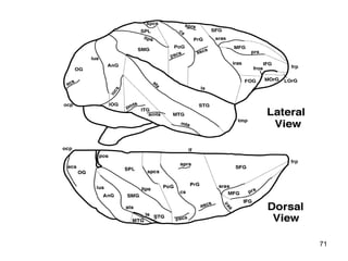 Cerebral Cortex




                  71
 