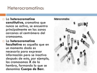 Heterocromatina:
 La heterocromatina
constitutiva, cromatina que
nunca se activa, se encuentra
principalmente en las zonas
cercanas al centrómero del
cromosoma.
 La heterocromatina
facultativa es aquella que en
un momento dado es
necesaria para expresar
información pero se inactiva
después de esto, por ejemplo,
los cromosomas X de la
hembra, formando lo que se
denomina Cuerpo de Barr.
 