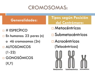 CROMOSOMAS:
 # ESPECÍFICO
 En humanos: 23 pares (n)
o 46 cromosomas (2n)
 AUTOSOMICOS
(1-22)
 GONOSÓMICOS
(X,Y)
 Metacéntricos
 Submetacéntricos
 Acrocéntricos
(Telocéntricos)
Generalidades:
Tipos según Posición
del Centrómero:
 