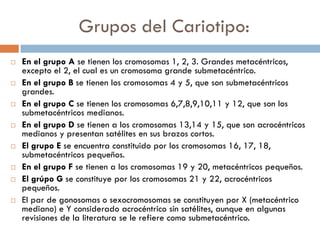 Grupos del Cariotipo:
 En el grupo A se tienen los cromosomas 1, 2, 3. Grandes metacéntricos,
excepto el 2, el cual es un cromosoma grande submetacéntrico.
 En el grupo B se tienen los cromosomas 4 y 5, que son submetacéntricos
grandes.
 En el grupo C se tienen los cromosomas 6,7,8,9,10,11 y 12, que son los
submetacéntricos medianos.
 En el grupo D se tienen a los cromosomas 13,14 y 15, que son acrocéntricos
medianos y presentan satélites en sus brazos cortos.
 El grupo E se encuentra constituido por los cromosomas 16, 17, 18,
submetacéntricos pequeños.
 En el grupo F se tienen a los cromosomas 19 y 20, metacéntricos pequeños.
 El grúpo G se constituye por los cromosomas 21 y 22, acrocéntricos
pequeños.
 El par de gonosomas o sexocromosomas se constituyen por X (metacéntrico
mediano) e Y considerado acrocéntrico sin satélites, aunque en algunas
revisiones de la literatura se le refiere como submetacéntrico.
 