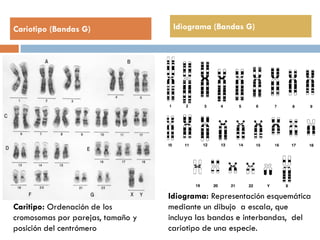 Cariotipo (Bandas G) Idiograma (Bandas G)
Caritipo: Ordenación de los
cromosomas por parejas, tamaño y
posición del centrómero
Idiograma: Representación esquemática
mediante un dibujo a escala, que
incluya las bandas e interbandas, del
cariotipo de una especie.
 