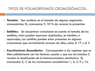 TIPOS DE POLIMORFISMOS CROMOSÓMICOS:
 Tamaño: Son cambios en el tamaño de algunos segmentos
cromosómicos. Ej. cromosoma Y, 10 % de varones lo presentan
 Satélites: Se encuentran variaciones en cuanto al tamaño de los
satélites, estos pueden aparecer duplicados, en tándem, o
separados; Los satélites pueden estar presentes en algunos
cromosomas que normalmente carecen de ellos, como el 17 y el Y.
 Constricciones Secundarias: Corresponden a las regiones que se
tiñen pálidamente con las técnicas usuales y que con las bandas C
revelan la localización de la heterocromatina constitutiva. Ej.
cromosoma X, Y, de los cromosomas acrocéntricos 1, 3, 4, 9 y 16.
 