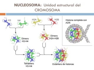 NUCLEOSOMA: Unidad estructural del
CROMOSOMA
 