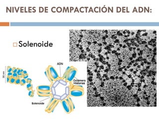 NIVELES DE COMPACTACIÓN DEL ADN:
 Solenoide
 