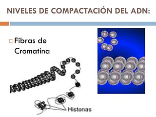 NIVELES DE COMPACTACIÓN DEL ADN:
 Fibras de
Cromatina
 