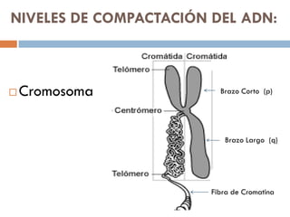  Cromosoma
NIVELES DE COMPACTACIÓN DEL ADN:
Brazo Corto (p)
Brazo Largo (q)
Fibra de Cromatina
 