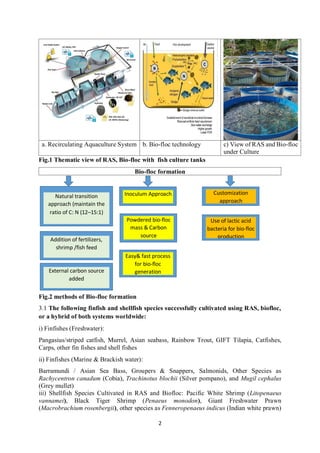 2
a. Recirculating Aquaculture System b. Bio-floc technology c) View of RAS and Bio-floc
under Culture
Fig.1 Thematic view of RAS, Bio-floc with fish culture tanks
Bio-floc formation
Fig.2 methods of Bio-floc formation
3.1 The following finfish and shellfish species successfully cultivated using RAS, biofloc,
or a hybrid of both systems worldwide:
i) Finfishes (Freshwater):
Pangasius/striped catfish, Murrel, Asian seabass, Rainbow Trout, GIFT Tilapia, Catfishes,
Carps, other fin fishes and shell fishes
ii) Finfishes (Marine & Brackish water):
Barramundi / Asian Sea Bass, Groupers & Snappers, Salmonids, Other Species as
Rachycentron canadum (Cobia), Trachinotus blochii (Silver pompano), and Mugil cephalus
(Grey mullet)
iii) Shellfish Species Cultivated in RAS and Biofloc: Pacific White Shrimp (Litopenaeus
vannamei), Black Tiger Shrimp (Penaeus monodon), Giant Freshwater Prawn
(Macrobrachium rosenbergii), other species as Fenneropenaeus indicus (Indian white prawn)
Natural transition
approach (maintain the
ratio of C: N (12–15:1)
Inoculum Approach Customization
approach
Addition of fertilizers,
shrimp /fish feed
Powdered bio-floc
mass & Carbon
source
Use of lactic acid
bacteria for bio-floc
production
External carbon source
added
Easy& fast process
for bio-floc
generation
 