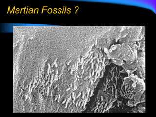 Martian Fossils ?
 