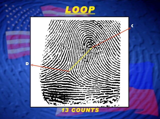 Fingerprint Classification- slide 1 | PPT | Science