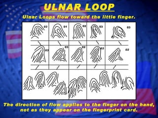 ULNAR LOOP Ulnar Loops flow toward the little finger. 03 01 02 03 03 03 03 02 03 02 The direction of flow applies to the finger on the hand, not as they appear on the fingerprint card. 