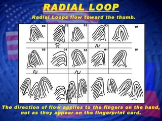 RADIAL LOOP Radial Loops flow toward the thumb. 03 52 03 53 01 55 01 53 01 01 The direction of flow applies to the fingers on the hand, not as they appear on the fingerprint card. 