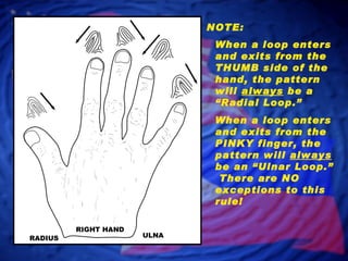 NOTE: RADIUS RIGHT HAND ULNA When a loop enters and exits from the THUMB side of the hand, the pattern will  always  be a “Radial Loop.” When a loop enters and exits from the PINKY finger, the pattern will  always  be an “Ulnar Loop.”  There are NO exceptions to this rule! 