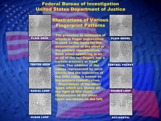 Federal Bureau of Investigation United States Department of Justice Illustrations of Various Fingerprint Patterns The presence or existence of whorls in finger impressions is used as the basis for the determination of the chief or the primary classification. Each whorl appearing in an or all of the ten fingers has a certain arbitrary or fixed value. The addition of the values represented by such whorls and the indication of the total value is known as the primary classification.    Illustrations of the whorl types which are shown on the right of this chart.  Illustrations of the other types are shown on the left. PLAIN ARCH TENTED ARCH RADIAL LOOP ULNAR LOOP PLAIN WHORL CENTRAL POCKET DOUBLE LOOP ACCIDENTAL 