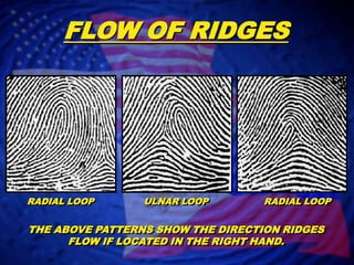 FLOW OF RIDGESRADIAL LOOP                 ULNAR LOOP                   RADIAL LOOPTHE ABOVE PATTERNS SHOW THE DIRECTION RIDGES FLOW IF LOCATED IN THE RIGHT HAND.