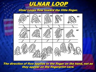 ULNAR LOOPUlnar Loops flow toward the little finger.02030301030302030203The direction of flow applies to the finger on the hand, not as they appear on the fingerprint card.