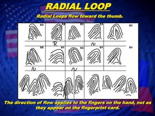 RADIAL LOOPRadial Loops flow toward the thumb.03 525303015501010153The direction of flow applies to the fingers on the hand, not as they appear on the fingerprint card.