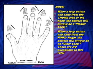 NOTE:When a loop enters and exits from the THUMB side of the hand, the pattern will always be a “Radial Loop.”When a loop enters and exits from the PINKY finger, the pattern will always be an “Ulnar Loop.”  There are NO exceptions to this rule!RIGHT HANDULNARADIUS