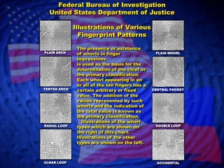 Federal Bureau of InvestigationUnited States Department of JusticeIllustrations of Various Fingerprint PatternsThe presence or existence of whorls in finger impressionsis used as the basis for the determination of the chief or the primary classification.Each whorl appearing in an or all of the ten fingers has a certain arbitrary or fixed value. The addition of the values represented by such whorls and the indication of the total value is known as the primary classification.  	      Illustrations of the whorl types which are shown on the right of this chart.  Illustrations of the other types are shown on the left.PLAIN ARCHPLAIN WHORLTENTED ARCHCENTRAL POCKETRADIAL LOOPDOUBLE LOOPULNAR LOOPACCIDENTAL