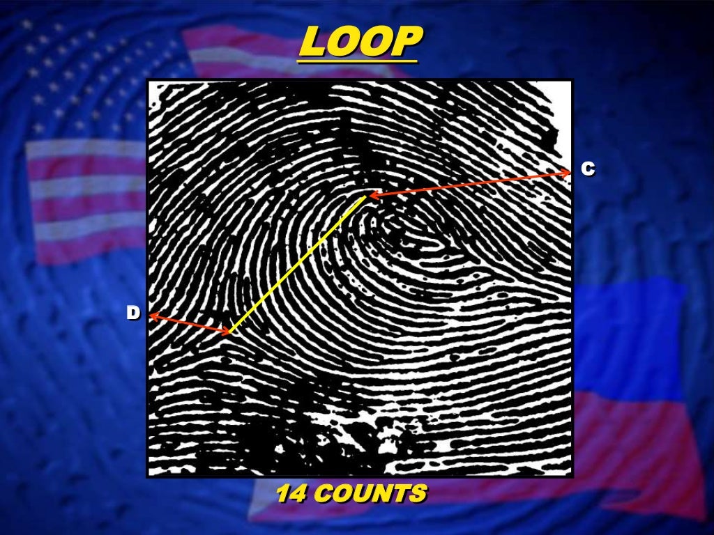 Fingerprint Classification Loop Patterns