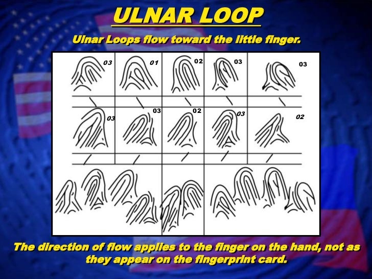 Fingerprint Classification Loop Patterns