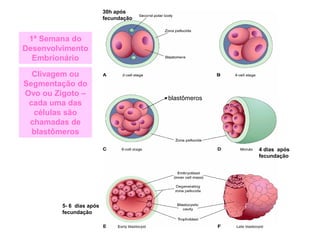 Clivagem ou
Segmentação do
Ovo ou Zigoto –
cada uma das
células são
chamadas de
blastômeros
1ª Semana do
Desenvolvimento
E...