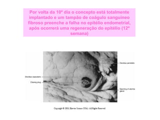 Por volta da 10º dia o concepto está totalmente
implantado e um tampão de coágulo sanguíneo
fibroso preenche a falha no epitélio endometrial,
após ocorrerá uma regeneração do epitélio (12ª
semana)
 