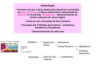 Gastrulação
• Processo em que o disco embrionário bilaminar é convertido
em disco trilaminar e a figura embrionária é denominada de
gástrula. É um período morfogênico – desenvolvimento da
forma e estrutura de vários órgãos
• Inicia-se com a formação da linha primitiva
• Formação dos 3 folhetos germinativos : endoderme,
ectoderme e mesoderme
• Desenvolvimento da notocorda
Epiblasto
Hipoblasto
EctodermaSoalho do
âmnio
Teto do saco
vitelínico
Linha Primitiva Mesoderma
Endoderma
Processo
Notocordal
 