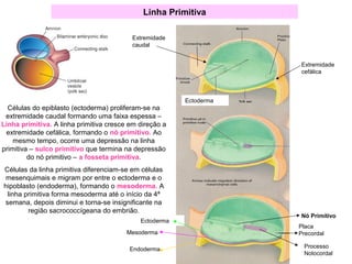 Linha Primitiva
Extremidade
caudal
Extremidade
cefálica
Ectoderma
Ectoderma
Mesoderma
Endoderma
Nó Primitivo
Placa
Precordal
Processo
Notocordal
Células do epiblasto (ectoderma) proliferam-se na
extremidade caudal formando uma faixa espessa –
Linha primitiva. A linha primitiva cresce em direção a
extremidade cefálica, formando o nó primitivo. Ao
mesmo tempo, ocorre uma depressão na linha
primitiva – sulco primitivo que termina na depressão
do nó primitivo – a fosseta primitiva.
Células da linha primitiva diferenciam-se em células
mesenquimais e migram por entre o ectoderma e o
hipoblasto (endoderma), formando o mesoderma. A
linha primitiva forma mesoderma até o início da 4ª
semana, depois diminui e torna-se insignificante na
região sacrococcígeana do embrião.
 