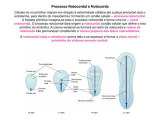 Processo Notocordal e Notocorda
Células do nó primitivo migram em direção à extremidade cefálica até a placa precordal (sob o
ectoderma, para dentro do mesoderma), formando um cordão celular – processo notocordal.
A fosseta primitiva invagina-se para o processo notocordal e forma uma luz – canal
notocordal. O processo notocordal dará origem a notocorda (cordão celular que define o eixo
primitivo do embrião). A coluna vertebral se formará ao redor da notocorda e restos da
notocorda irão permanecer constituindo o núcleo pulposo dos disco intervetebrais.
A notocorda induz o ectoderma acima dela a se espessar e formar a placa neural –
primórdio do sistema nervoso central.
 
