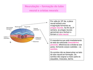 Neurulação – formação do tubo
neural e cristas neurais
Por volta do 18º dia, a placa
neural sofrerá uma
invaginação formando as
pregas neurais. Ao fim da 3ª
semana, as pregas neurais
aproximam-se e fecham e
formam o tubo neural.
O mesoderma que está imediatamente
ao lado da notocorda (mesoderma
paraxial), diferencia-se e divide-se aos
pares, formando corpos cubóides – os
somitos.
Os somitos irão se desenvolver ao lado
do tubo neural em formação. Os
somitos irão originar a maior parte do
esqueleto, músculos, derme.
 