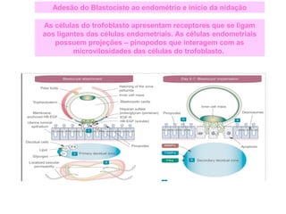 Adesão do Blastocisto ao endométrio e início da nidação
As células do trofoblasto apresentam receptores que se ligam
aos ligantes das células endometriais. As células endometriais
possuem projeções – pinopodos que interagem com as
microvilosidades das células do trofoblasto.
 