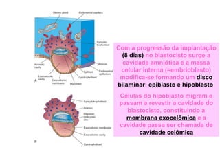 Com a progressão da implantação
(8 dias) no blastocisto surge a
cavidade amniótica e a massa
celular interna (=embrioblasto)
modifica-se formando um disco
bilaminar: epiblasto e hipoblasto
Células do hipoblasto migram e
passam a revestir a cavidade do
blastocisto, constituindo a
membrana exocelômica e a
cavidade passa ser chamada de
cavidade celômica
 