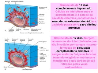 Blastocisto de 10 dias
completamente implantado.
Células se interpõem entre o
citotrofoblasto e a parede da
cavidade celômica, constituindo o
mesoderma extra-embrionário e a
cavidade passa ser o saco vitelino
primitivo
Blastocisto de 12 dias. Surgem
lacunas no sinciciotrofoblasto que
são invadidas por sangue materno
– formação da circulação
uteroplacentária primitiva. O
sangue materno flui pelas lacunas
trazendo oxigênio e nutrientes e
metabólitos e gás carbônico são
retirados pelas veias
endometriais.
 