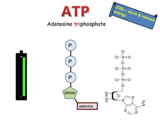 1 atp-adp ppt.pptx
