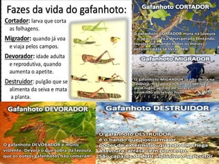 Departamento de Teologia da Assembleia de Deus de Caçapava-SP - Curso
 