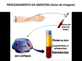 PROCESSAMENTO DA AMOSTRA (Setor de triagem)
 