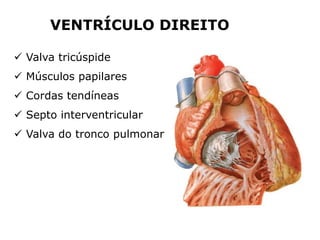  Valva tricúspide
 Músculos papilares
 Cordas tendíneas
 Septo interventricular
 Valva do tronco pulmonar
VENTRÍCULO DIREITO
 